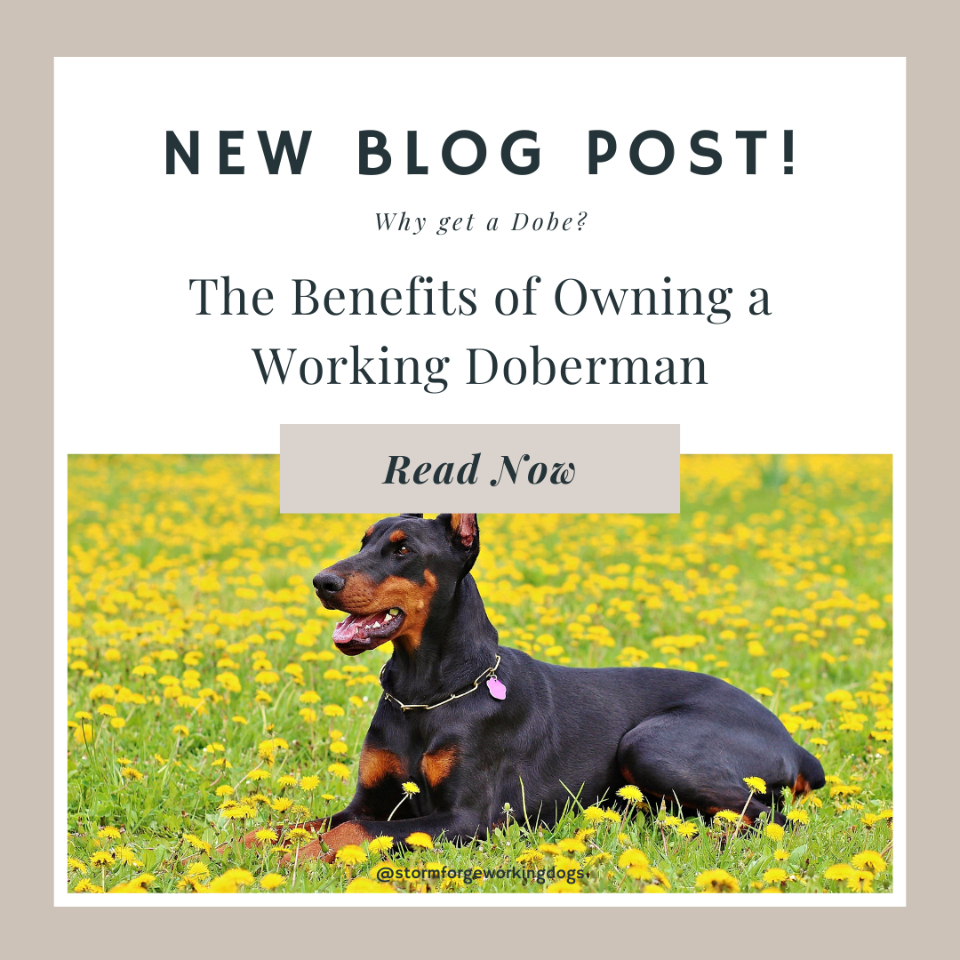 The Benefits of Owning a Working Doberman