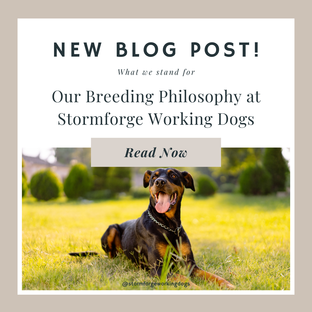 Our Breeding Philosophy at Stormforge Working Dogs