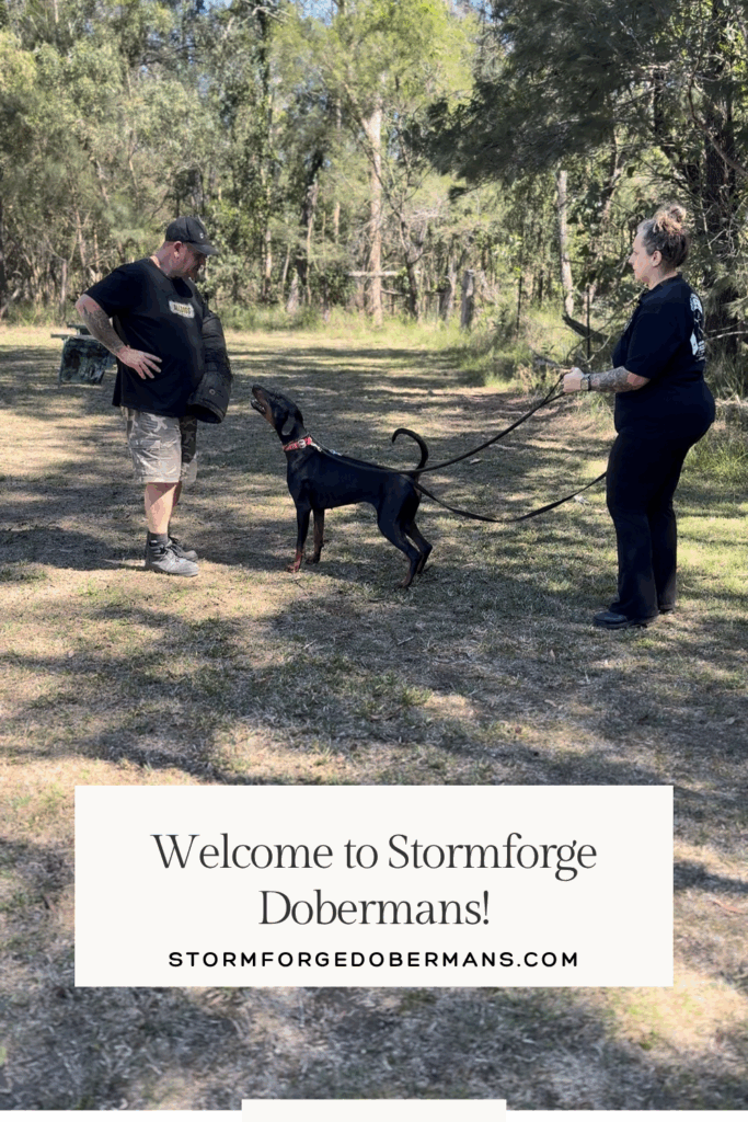 Stormforge dobermans
