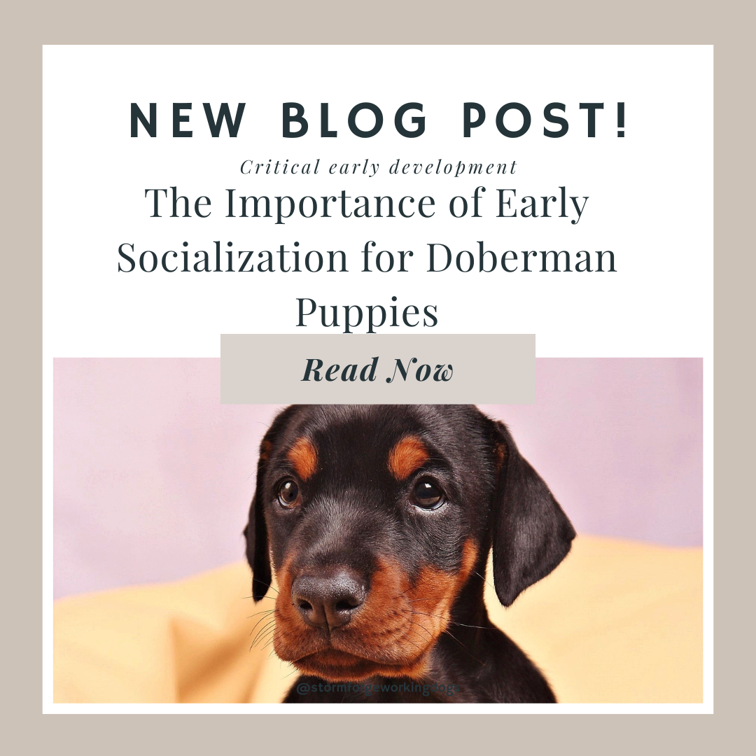 The Importance of Early Socialisation for Doberman Puppies