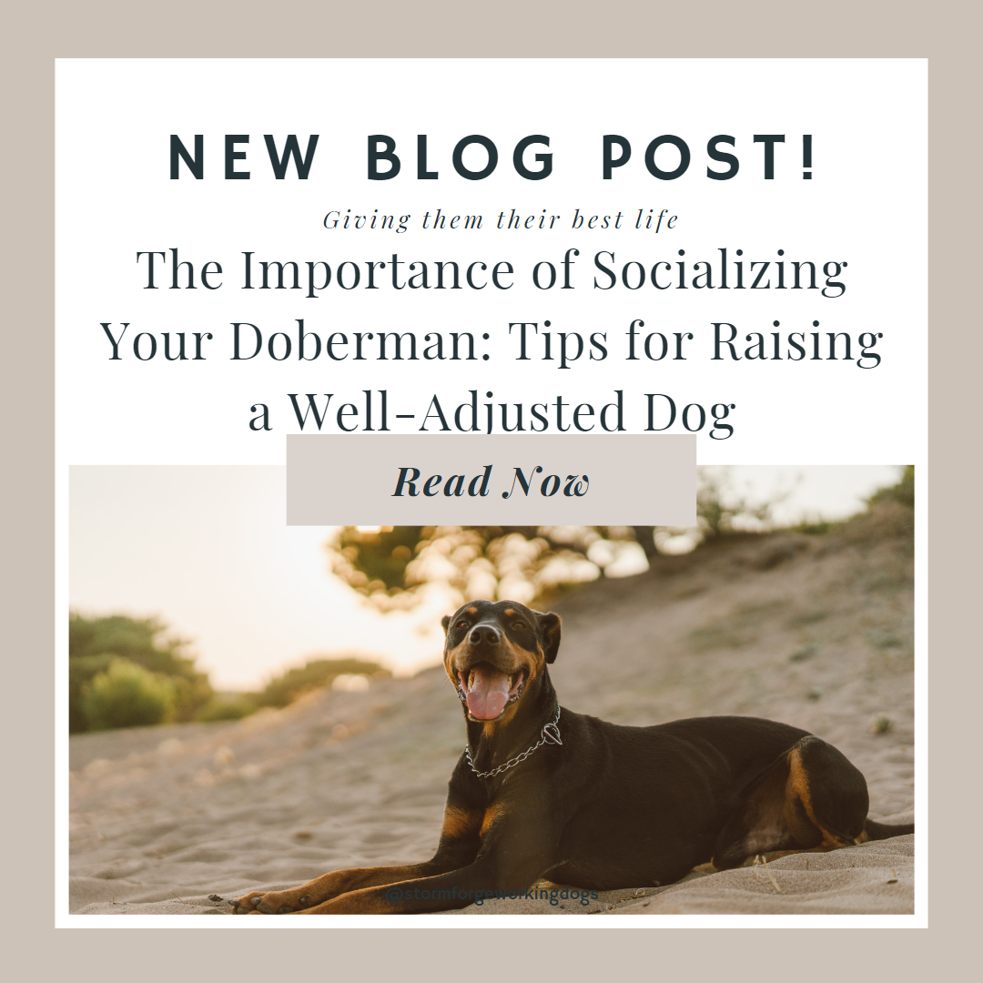 The Importance of Socialising Your Doberman: Tips for Raising a Well-Adjusted Dog