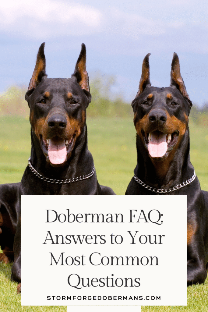 Doberman FAQ: Get answers to the most common questions about Dobermans, including training, health, temperament, and care tips.
