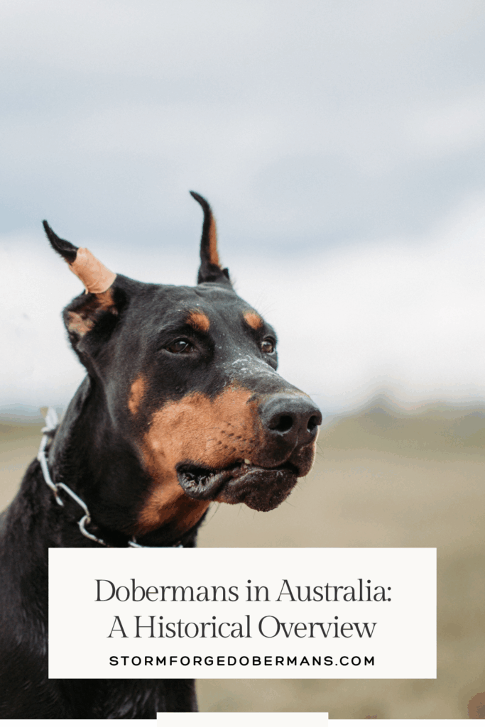 dobermans in australia
