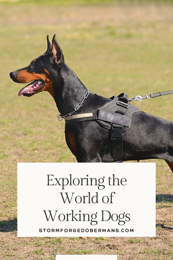 Explore the strengths and challenges of popular working dog breeds in this comprehensive working dogs comparison guide.