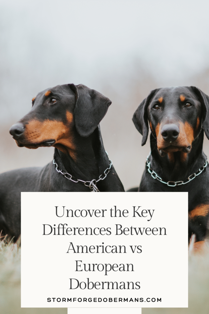 Side by side comparison of American and European Dobermans showing key differences in appearance and temperament