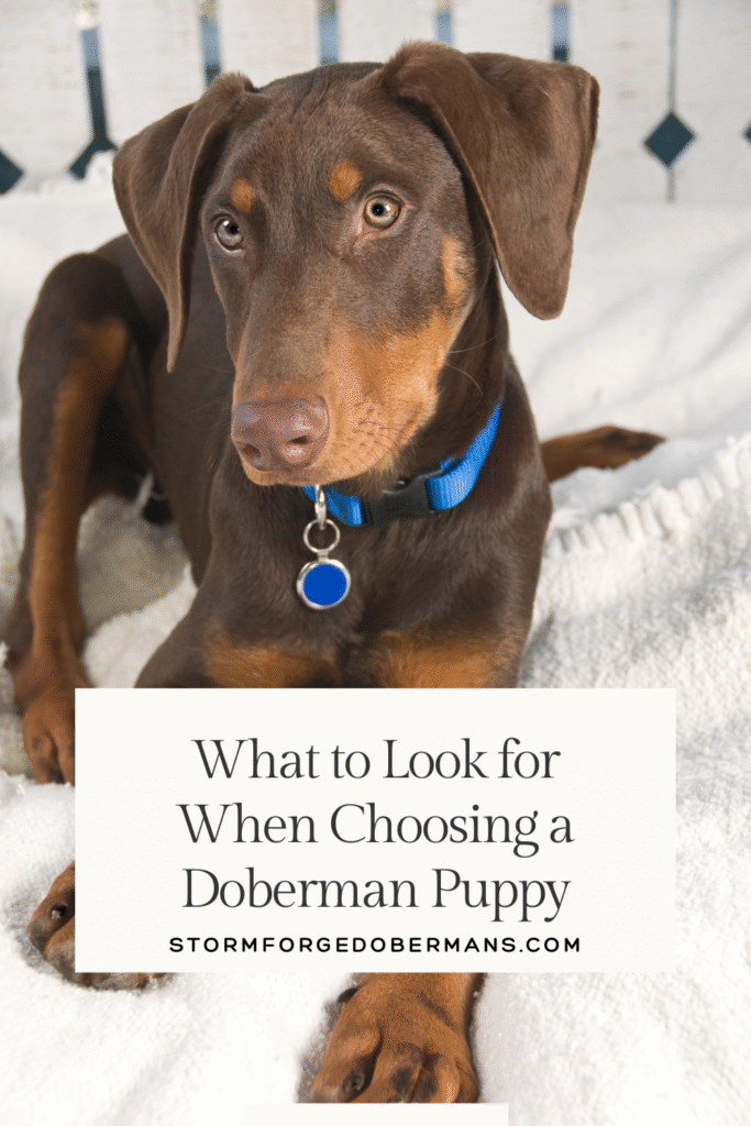 Doberman litter with one curious puppy in focus, representing how to choose a Doberman puppy based on temperament