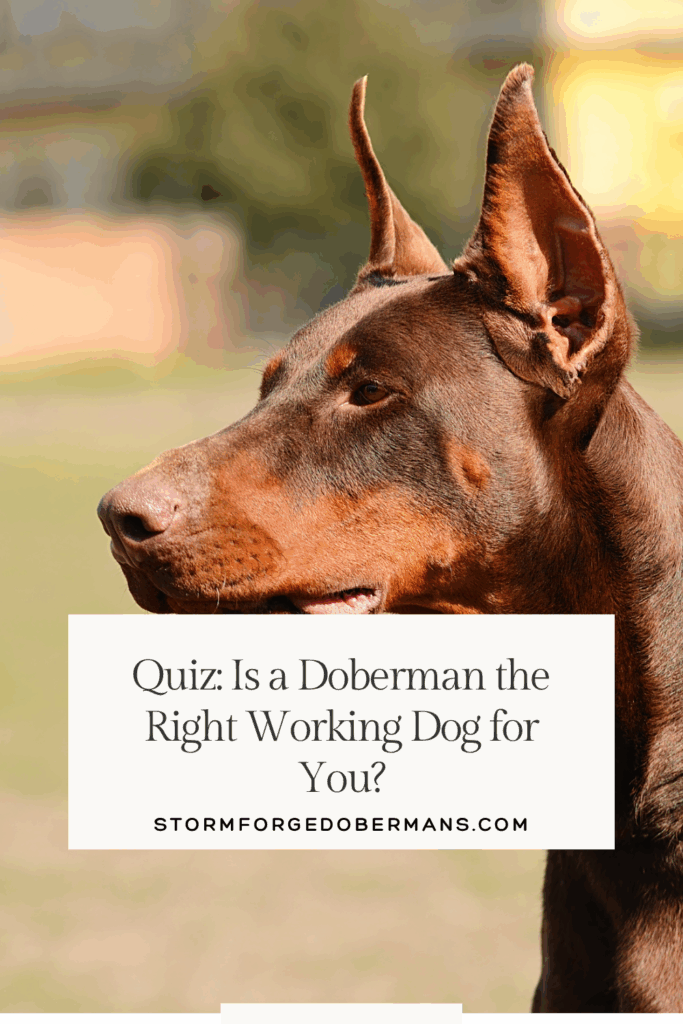 working dog, doberman