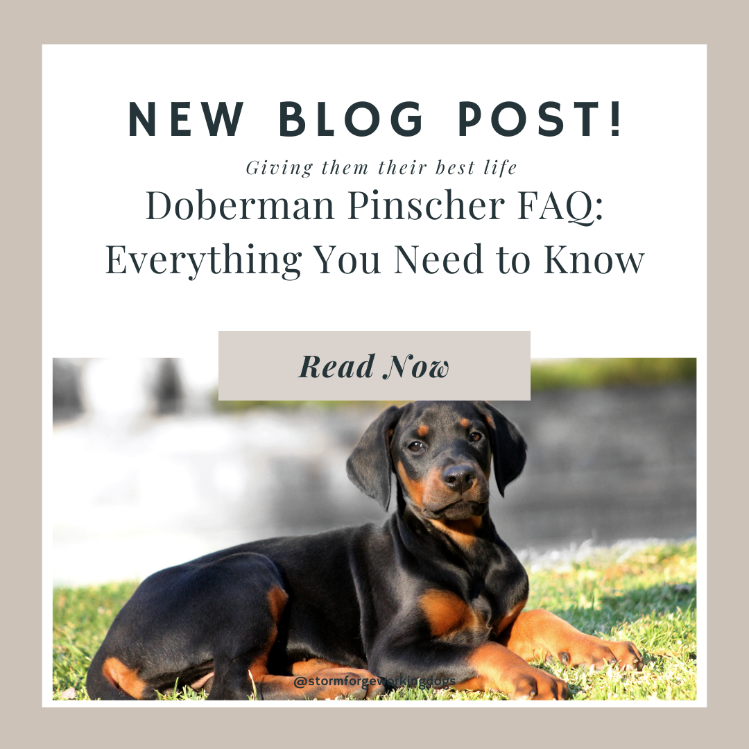 Doberman FAQ: Expert Tips and Answers Every Owner Should Know