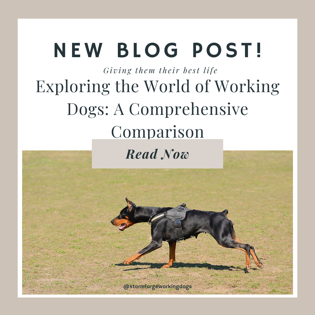 Exploring the World of Working Dogs: A Comprehensive Guide