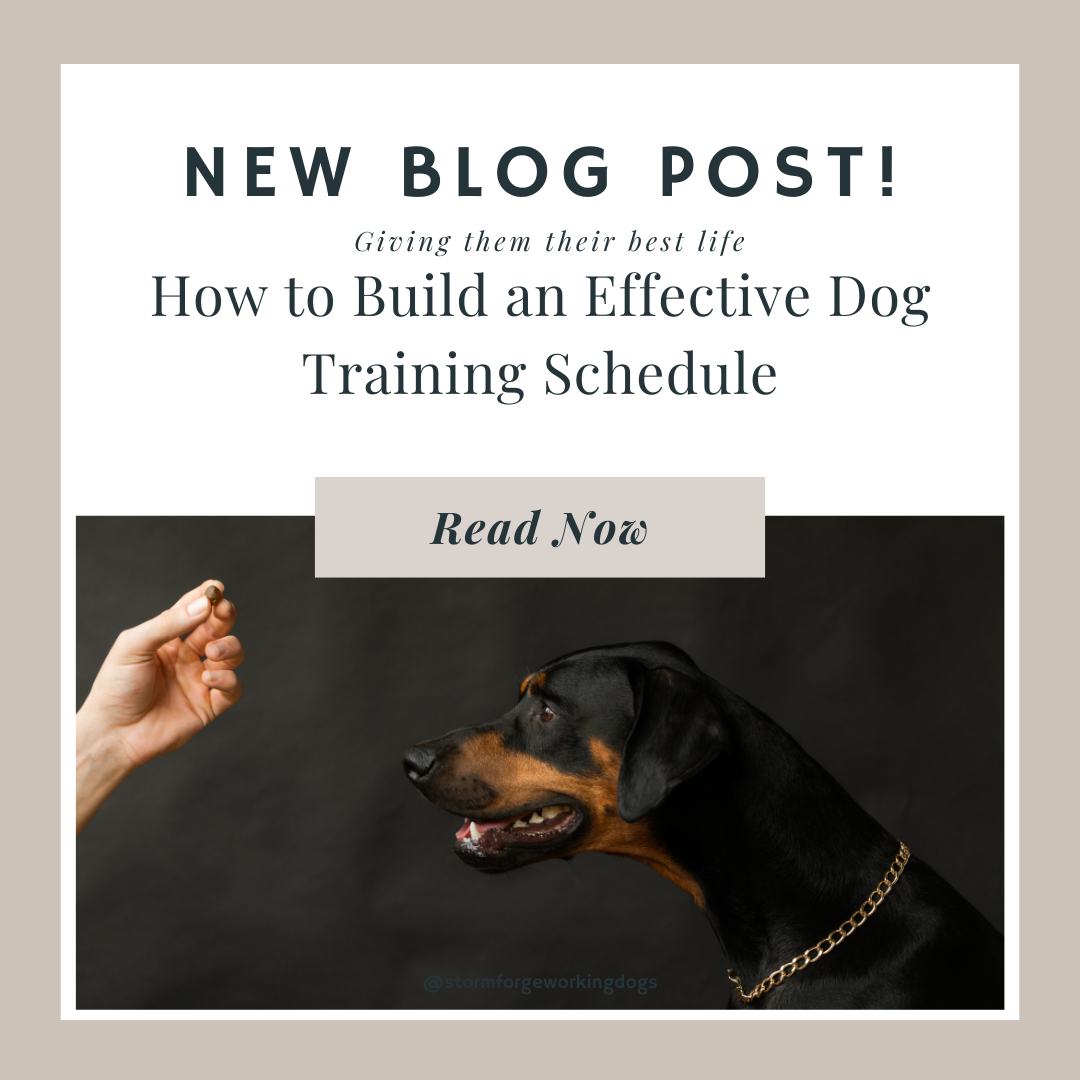 Doberman dog training schedule tips for daily effective sessions