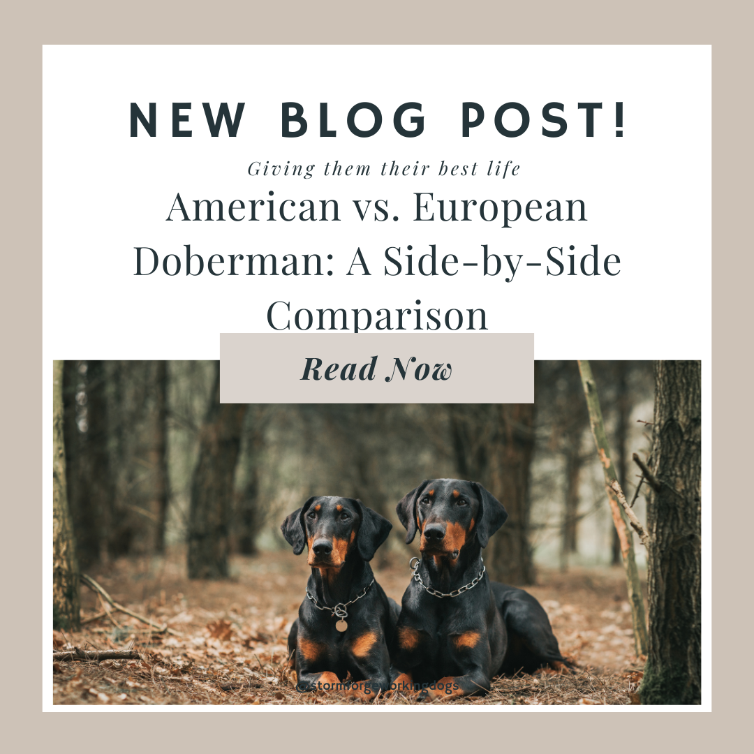 Uncover the Key Differences Between American vs European Dobermans