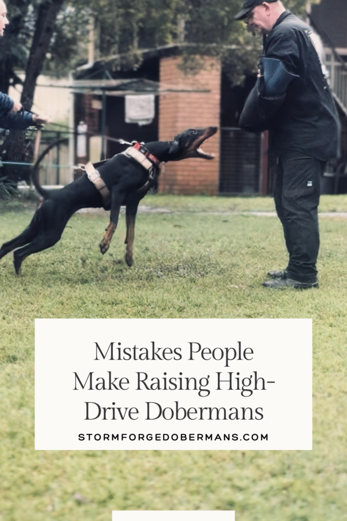 high drive Doberman.
Doberman calmly connected with handler through trust and bond and working a bark and hold drill.