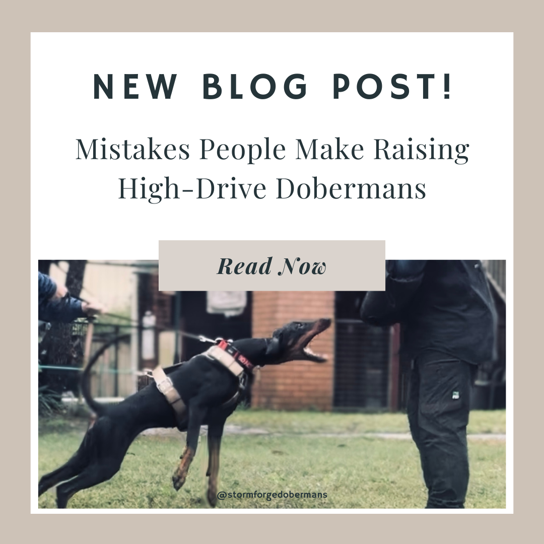Raising High Drive Dobermans: 7 Mistakes to Avoid