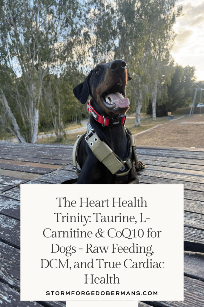 Learn how taurine, L-carnitine and CoQ10 support canine heart health. Discover how raw feeding protects against DCM in dogs and promotes true cardiac vitality.