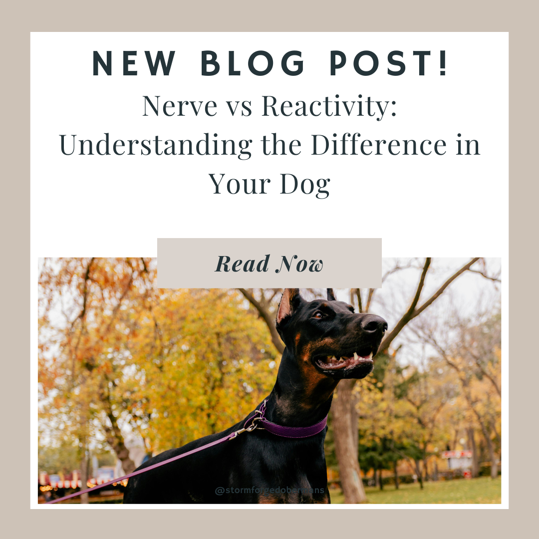 Nerve vs Reactivity: Understanding the Difference in Your Dog