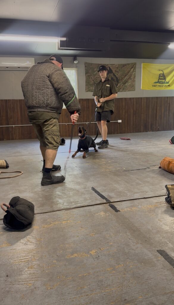 doberman protection training