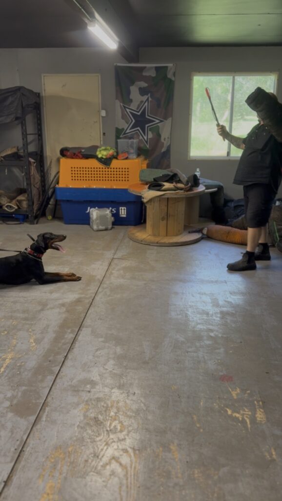 doberman drive training