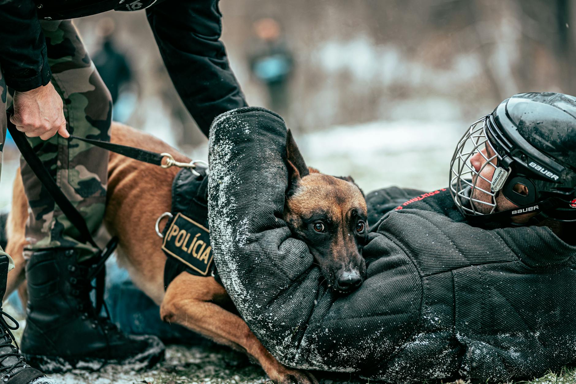 police officers training a police dog