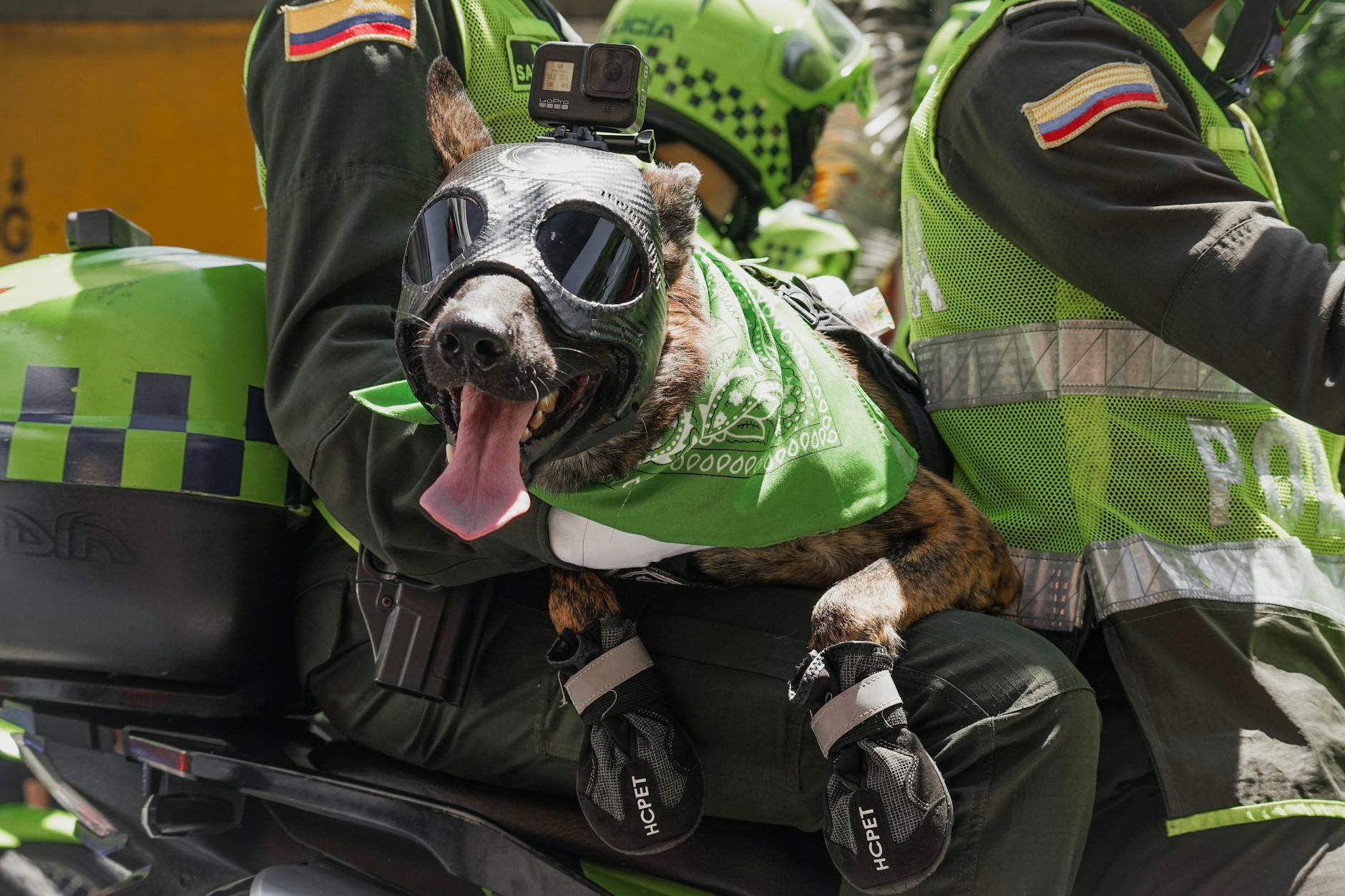 dog in motorcycle gear on motorbike