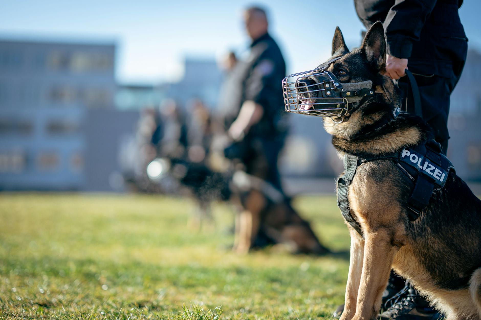 police training with german shepherds outdoors