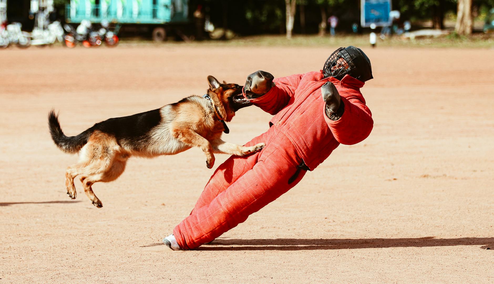 german shepherd attacking a dog trainer