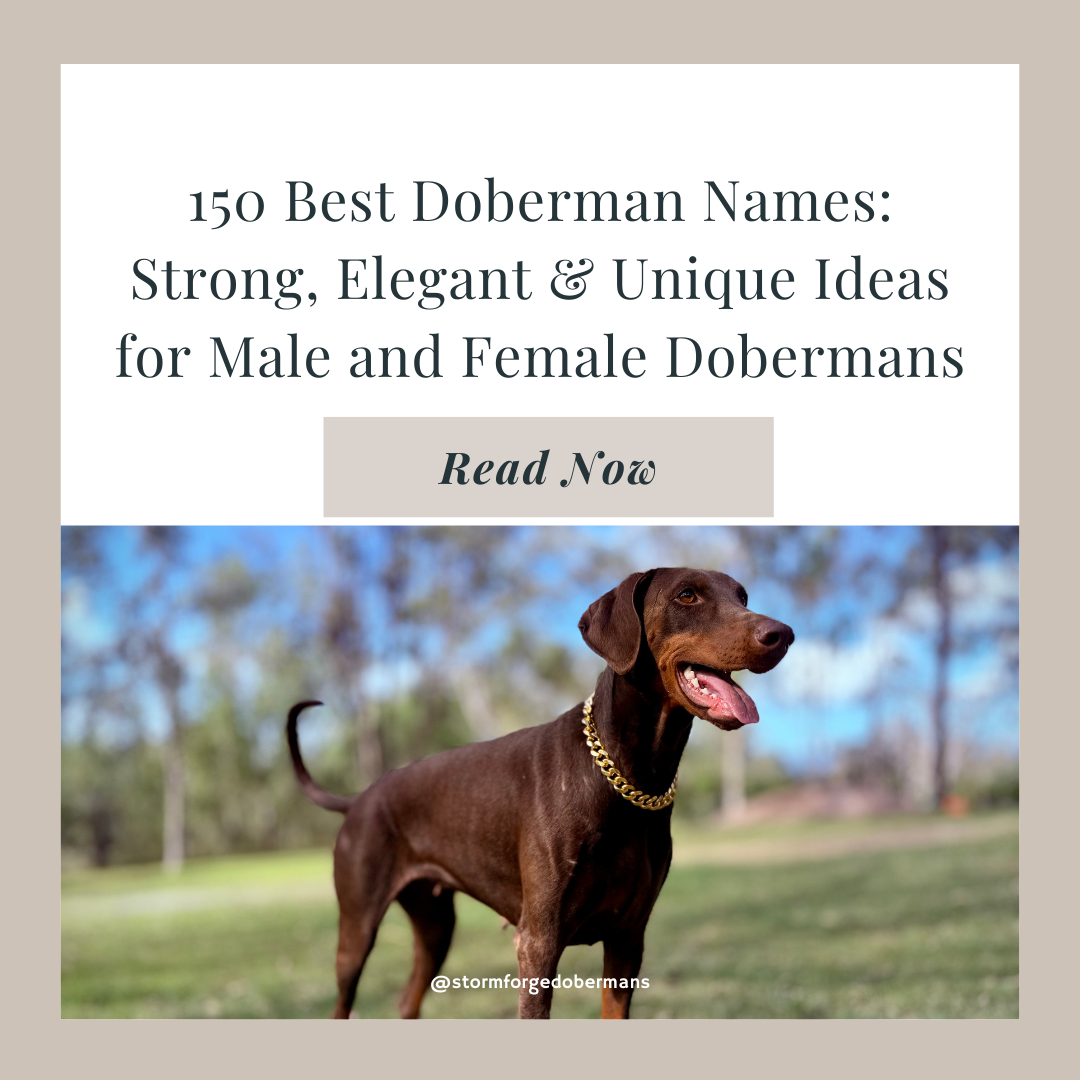 150 Best Doberman Names: Strong, Elegant & Unique Ideas for Male and Female Dobermans