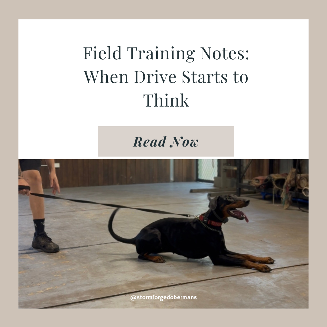 Field Training Notes: When Drive Starts to Think