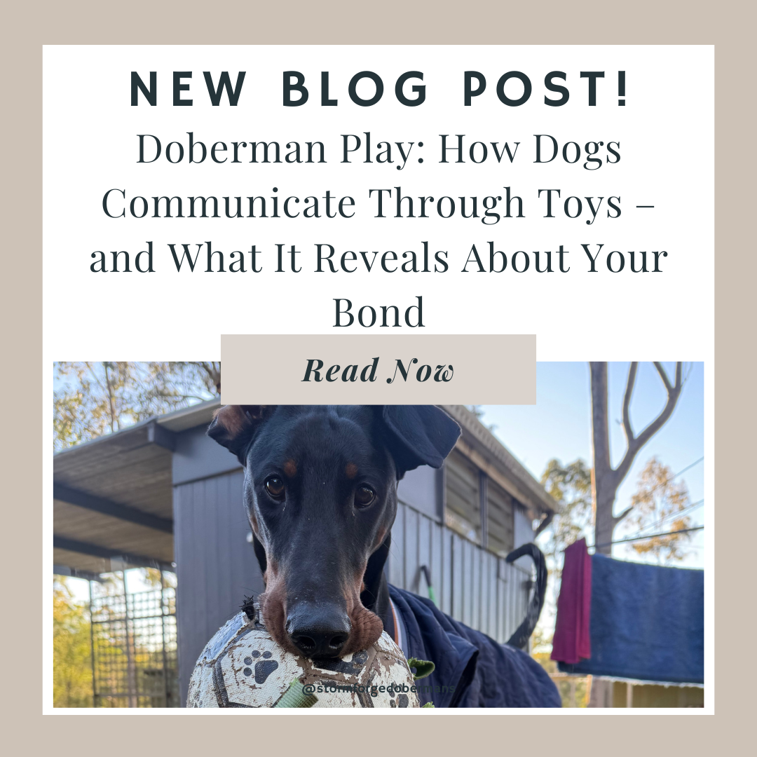 Doberman play