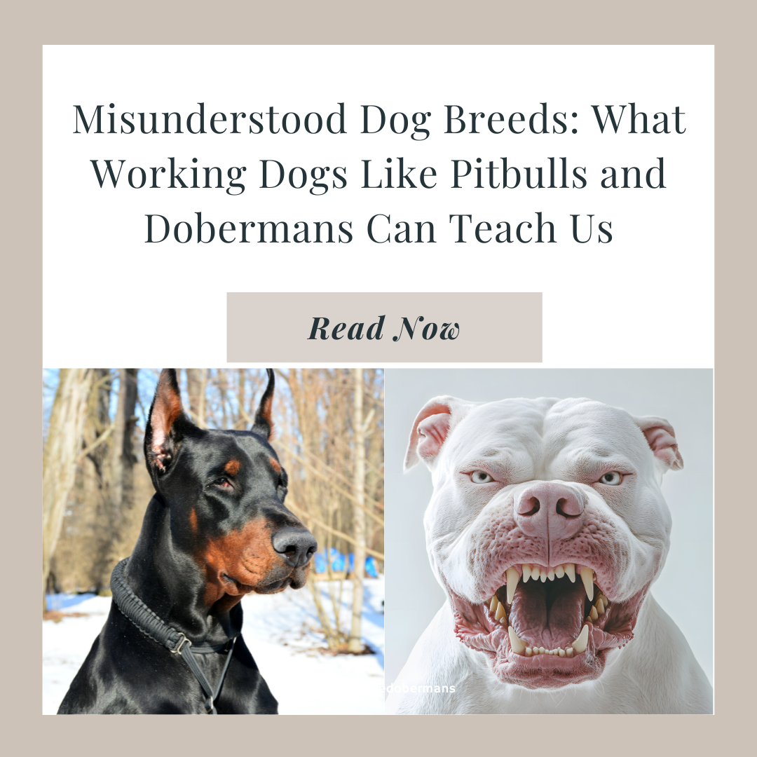 Misunderstood Dog Breeds: What Working Dogs Like Pitbulls and Dobermans Can Teach Us