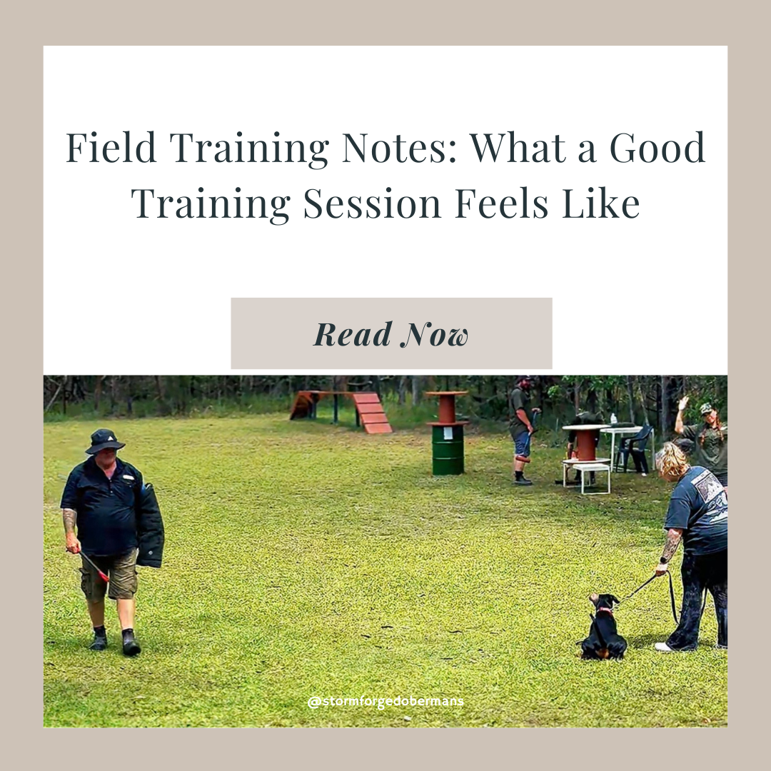 Field Training Notes: What a Good Doberman Training Session Feels Like