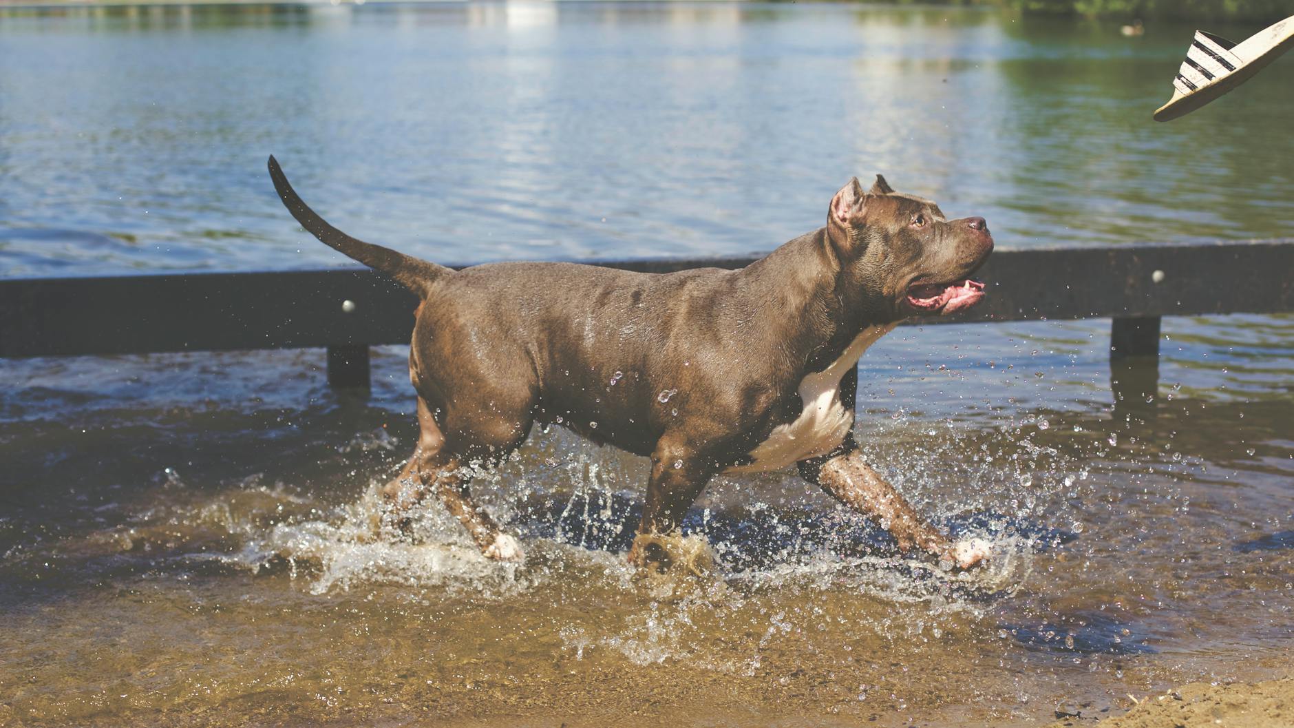dangerous dog breed