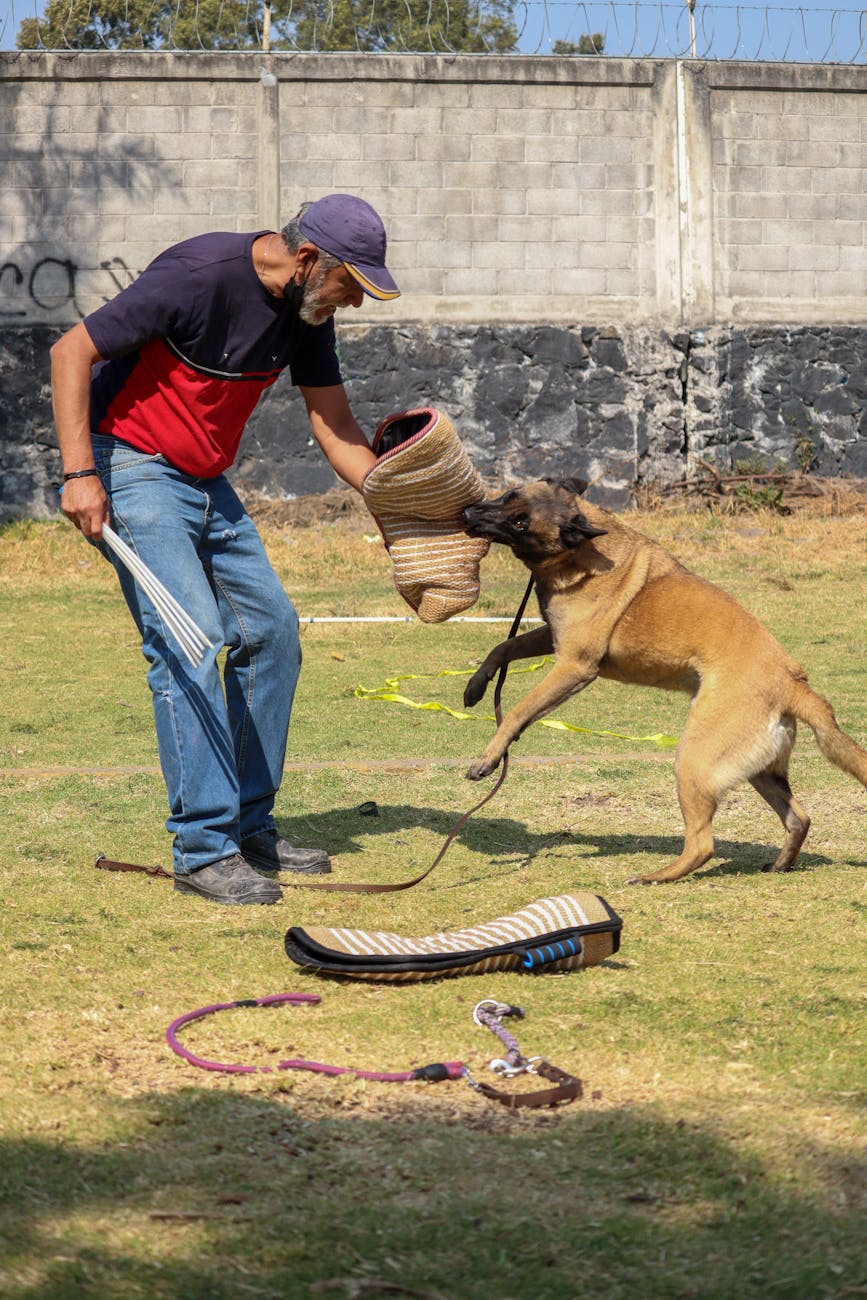 dangerous dog breed