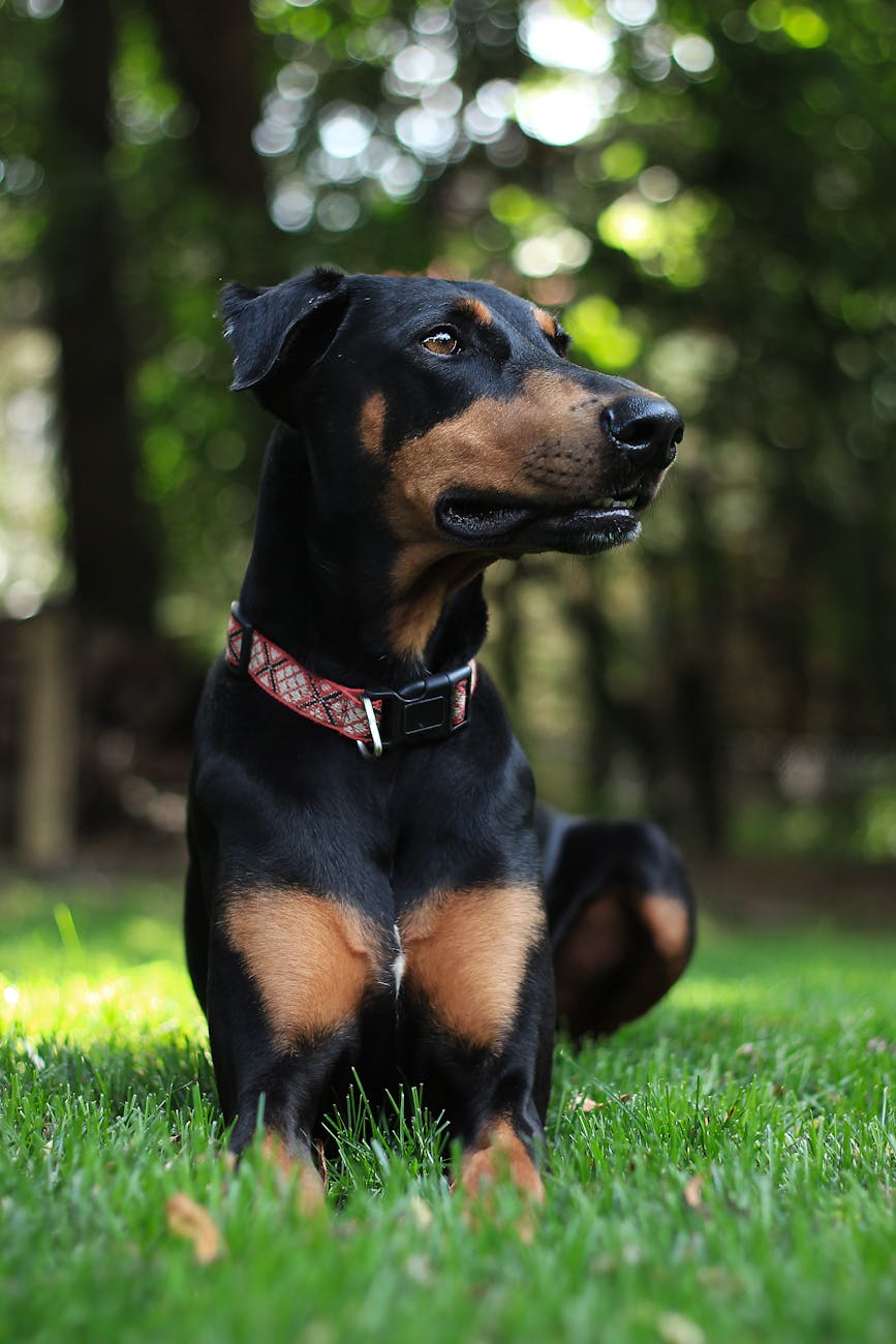 dangerous dog breed