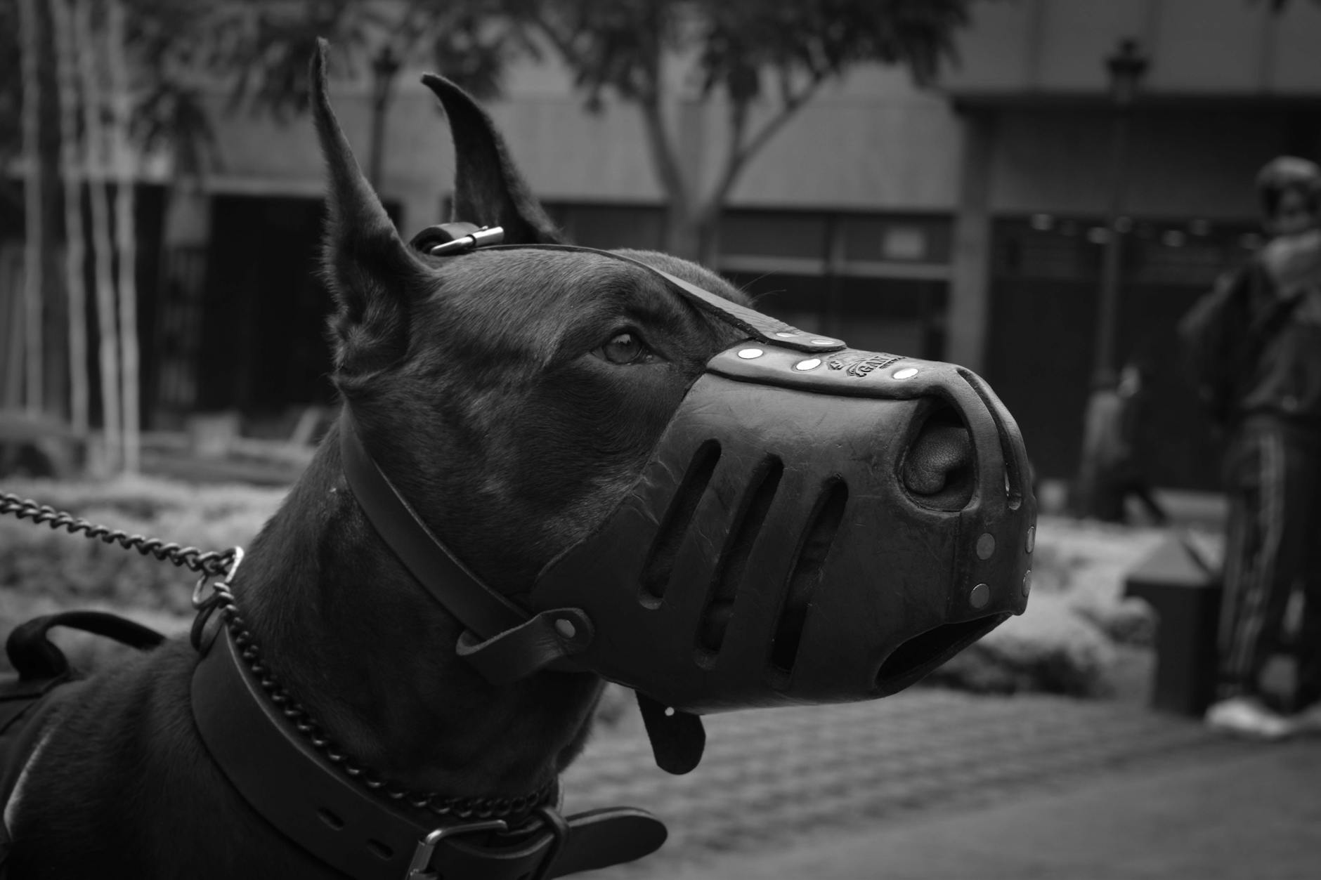 dangerous dog breed
