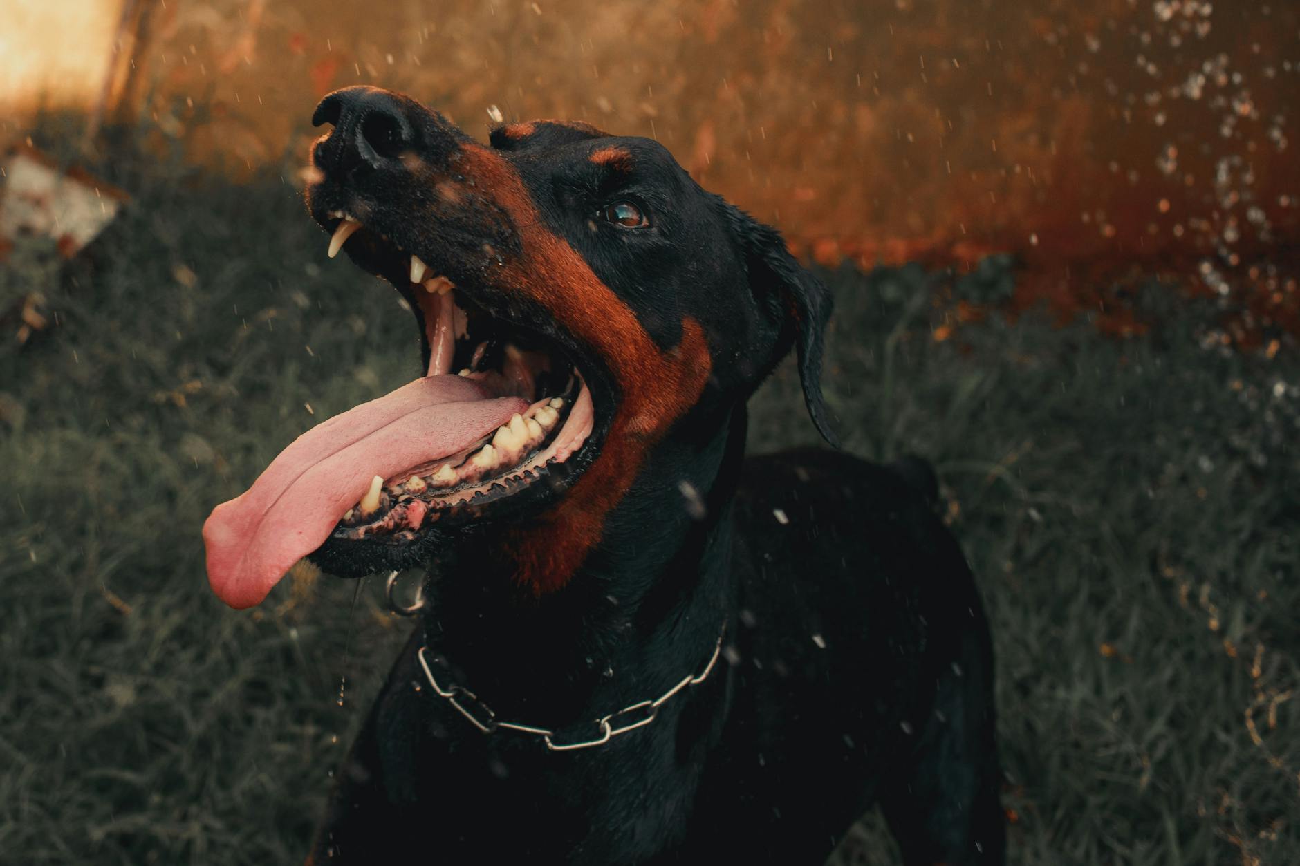 dangerous dog breed