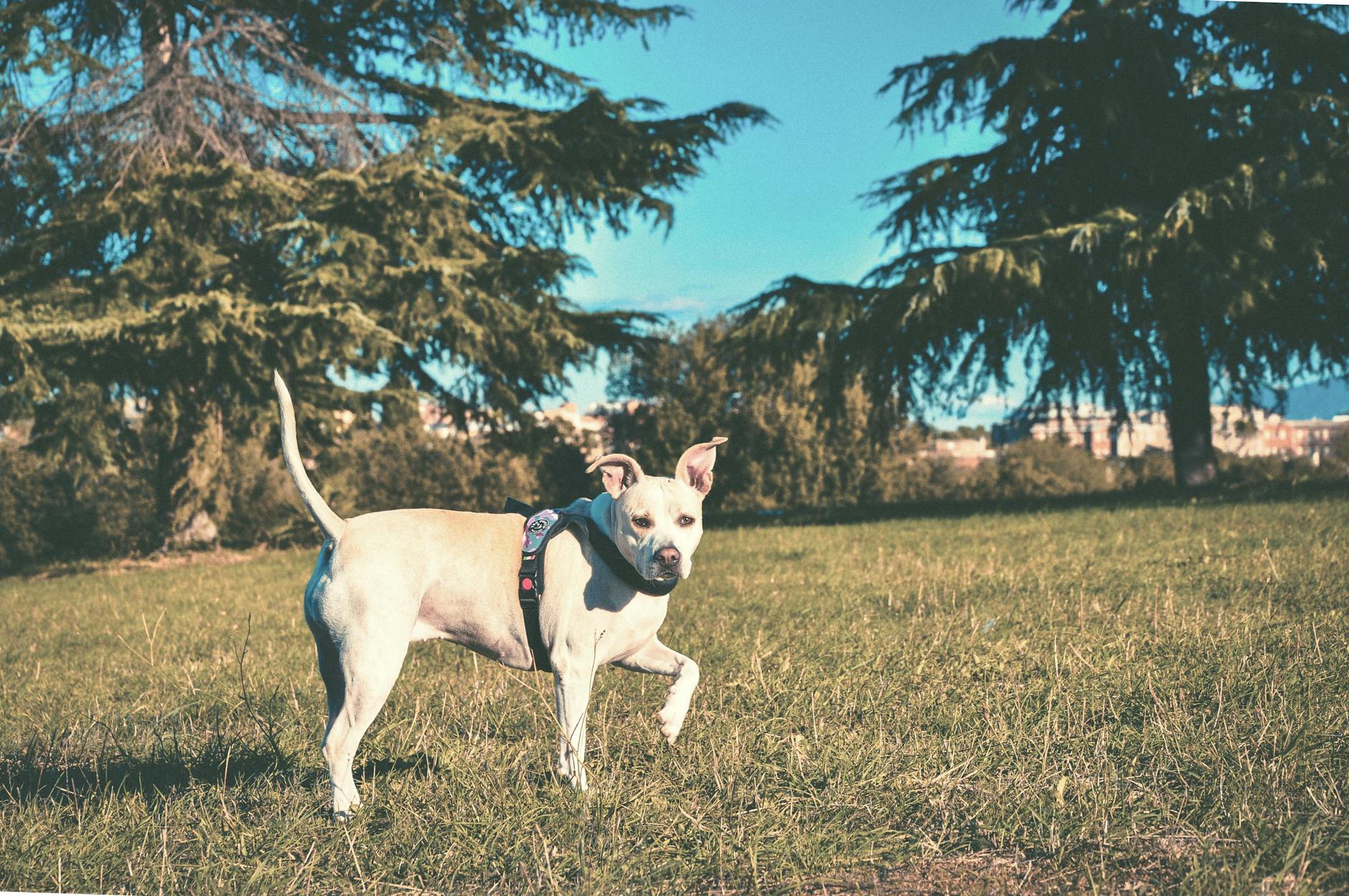 dangerous dog breed