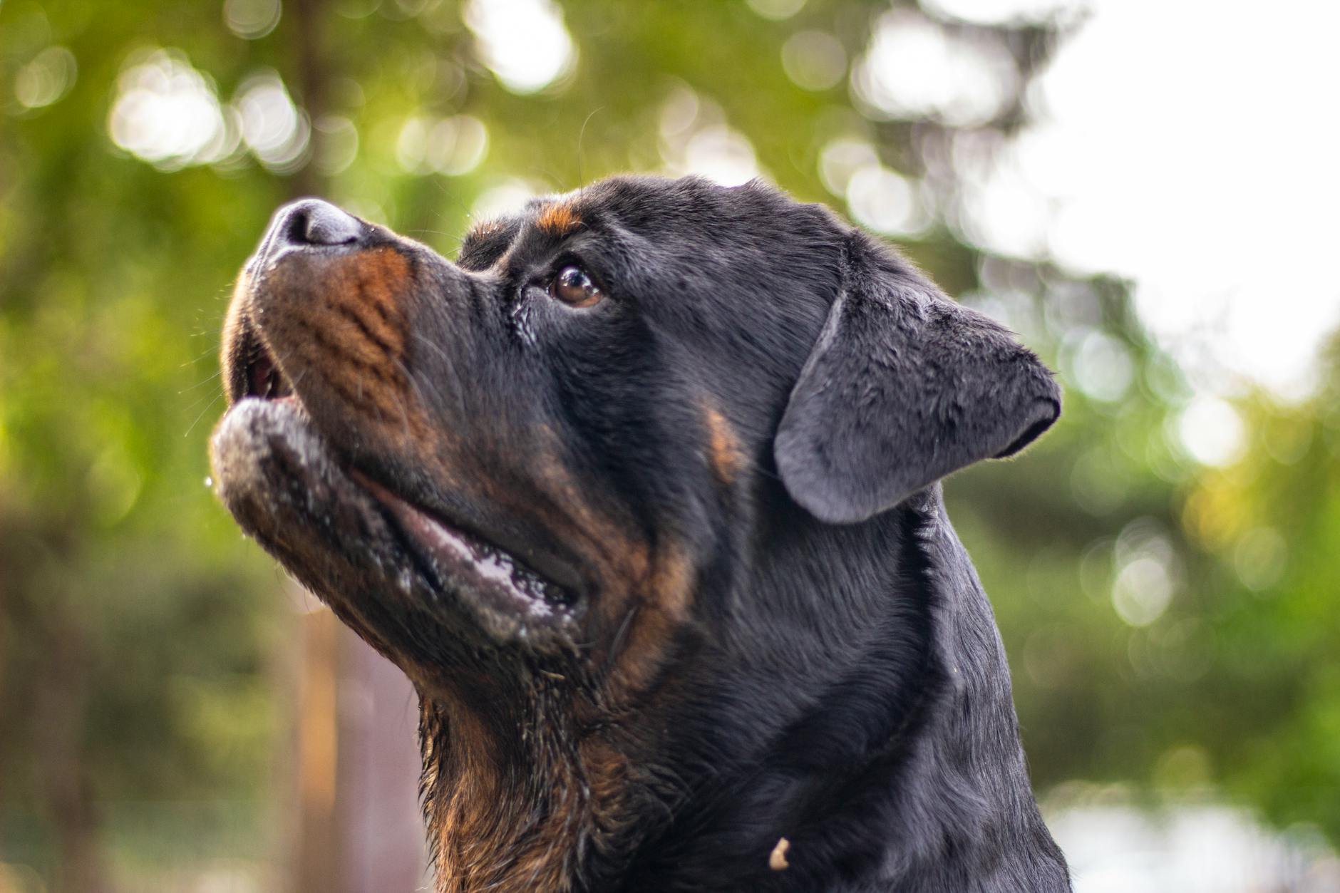dangerous dog breed
