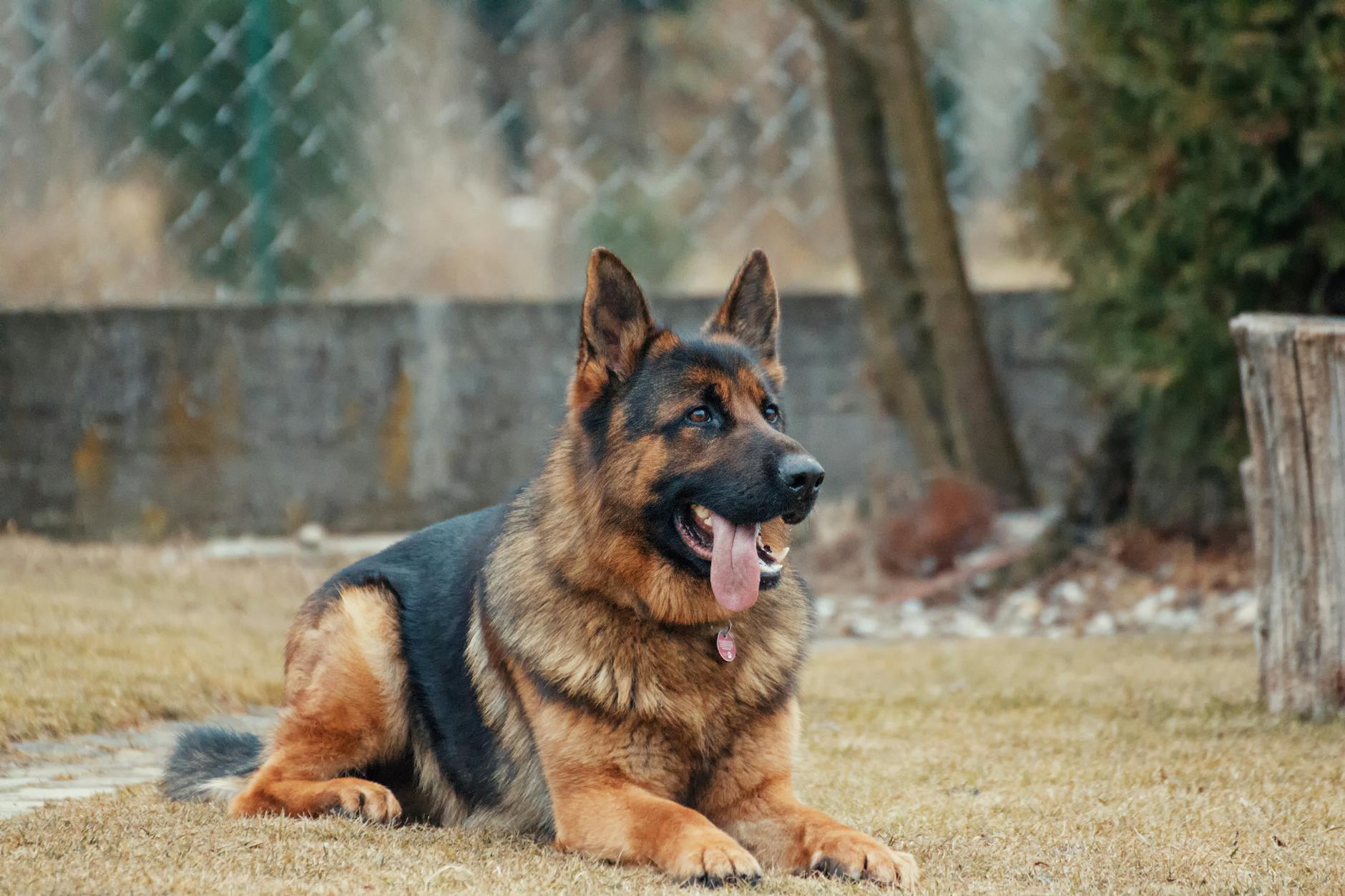 dangerous dog breed