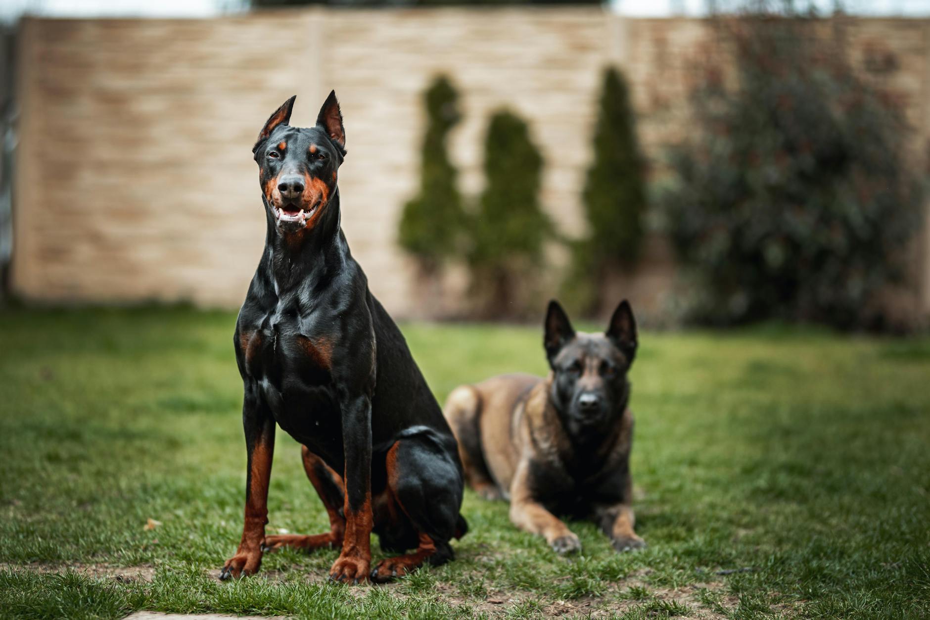 a doberman sitting on the grass