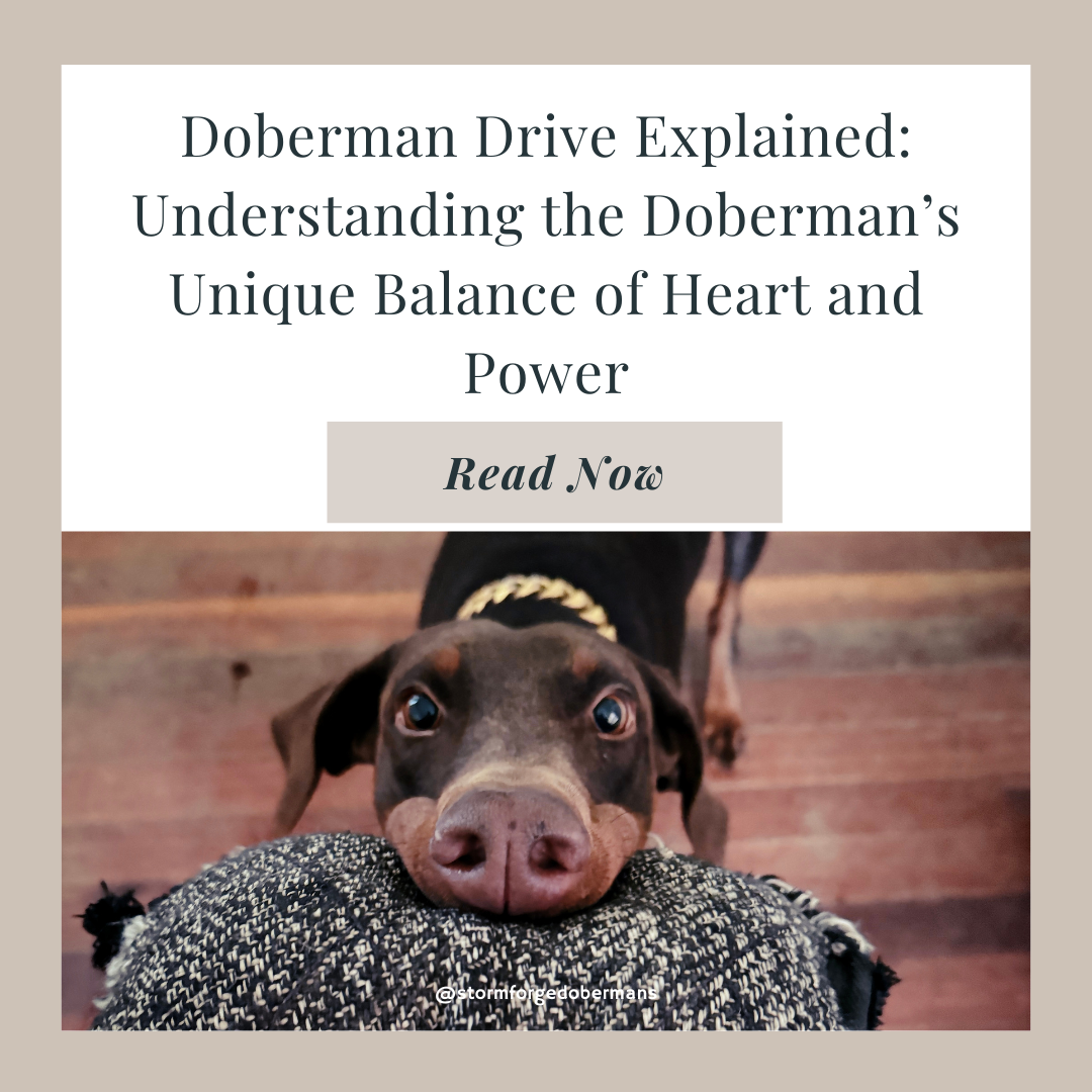 Doberman Drive Explained: Understanding the Doberman’s Unique Balance of Heart and Power