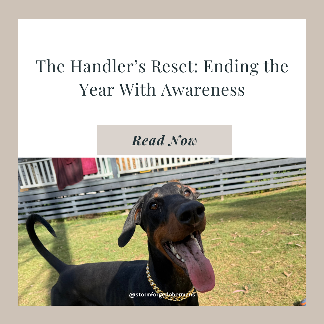 The Handler’s Reset: Ending the Year With Awareness
